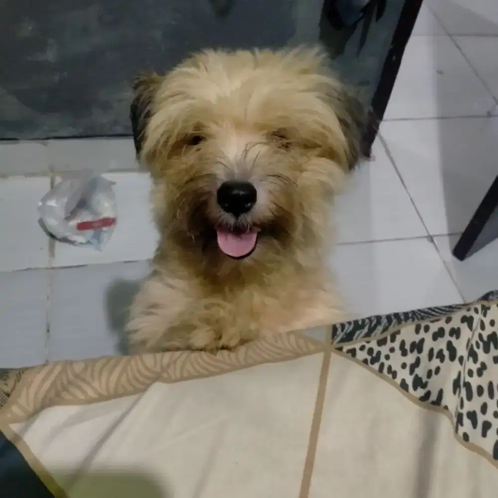 Anjing Maltese Betina lucu penurut lincah dan SEHAT