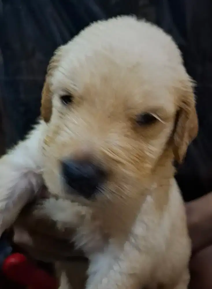 Anakan Golden (PURE)