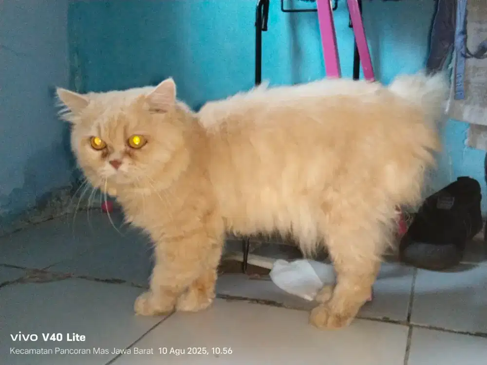 Jantan flat nose birahi