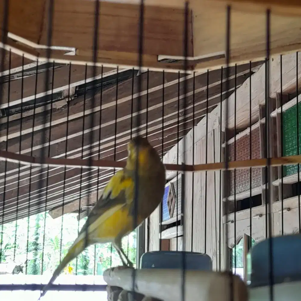 Kenari af losring lima bulanan