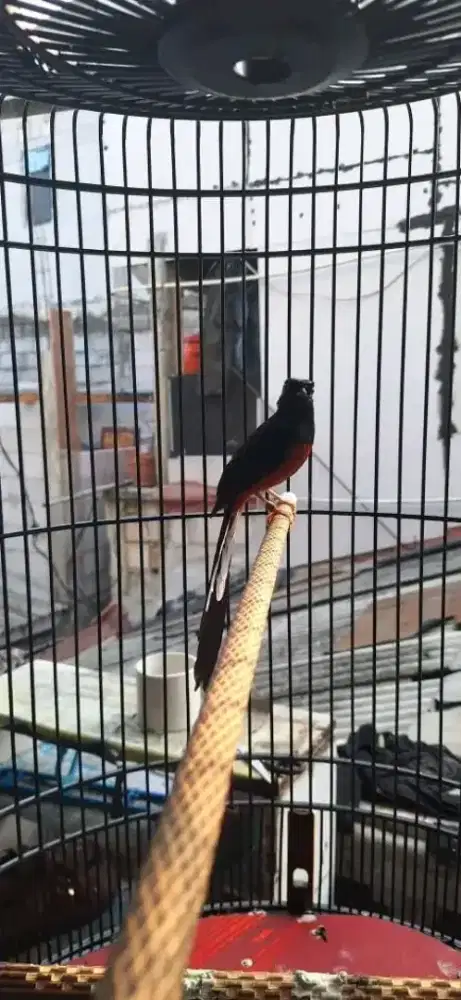 BURUNG MURAI MEDAN GACORAN MEWAH