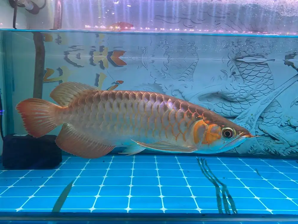 Ikan arwana mantap size 31cm, bungkuk tipis