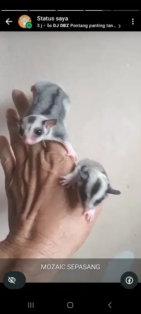 SUGAR GLIDER MOZAIC SEPASANG