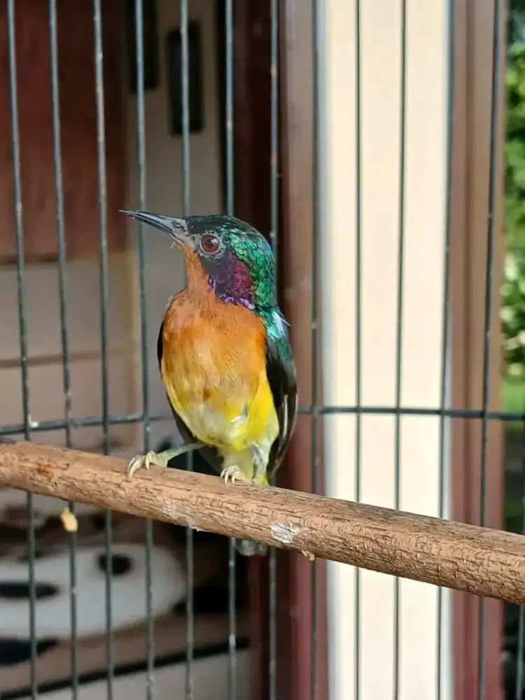 BURUNG KOLIBRI WULUNG GACORAN NGLEPER MEWAH