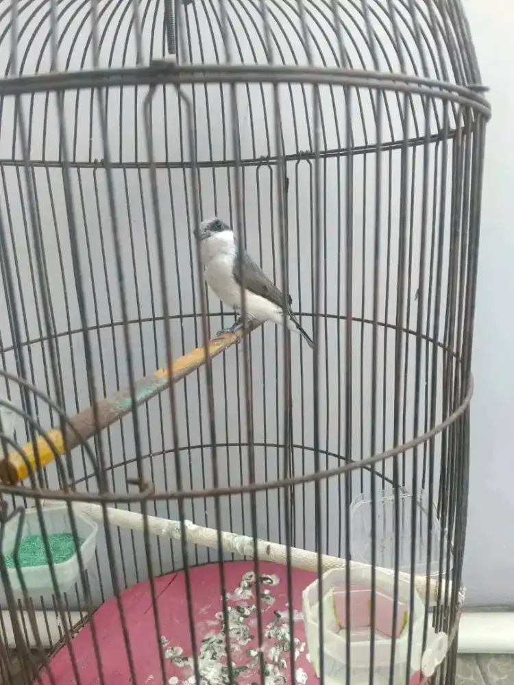 BURUNG JINJING PETULAK GACOR