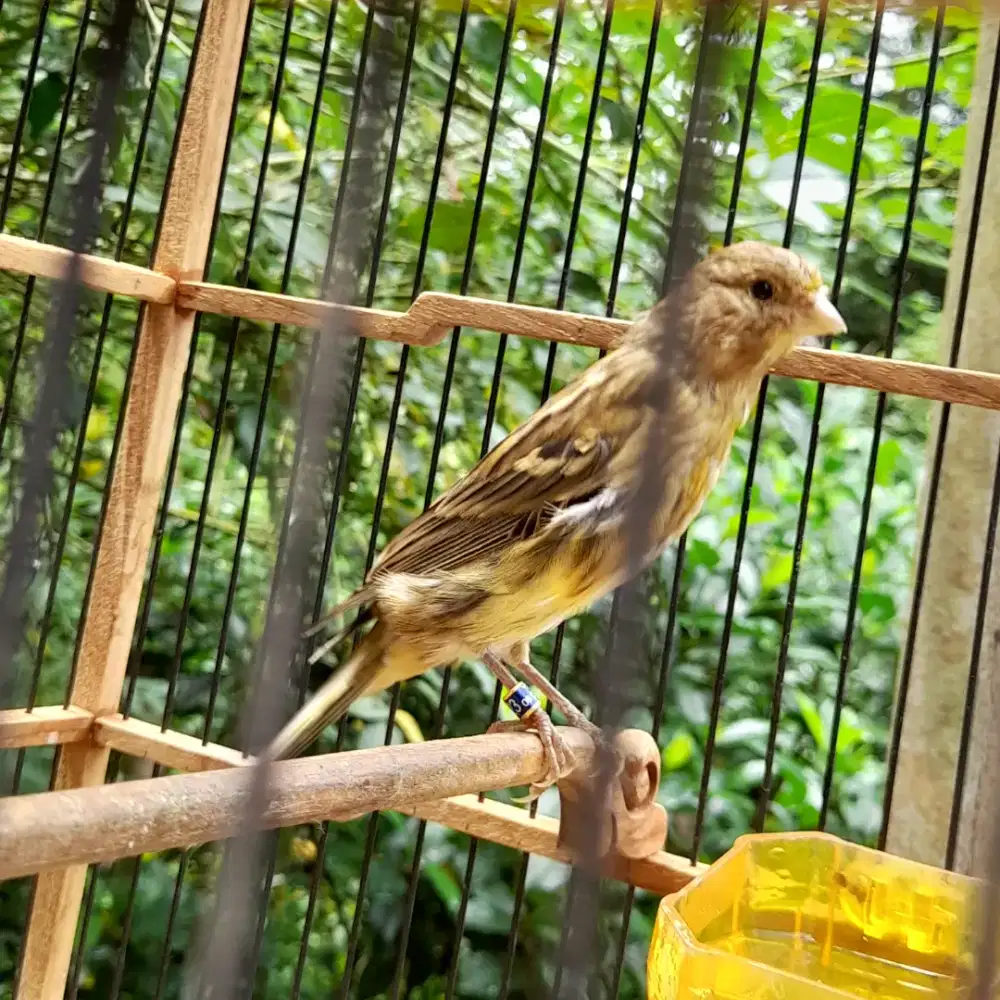 Kenari afsf prediksi jantan