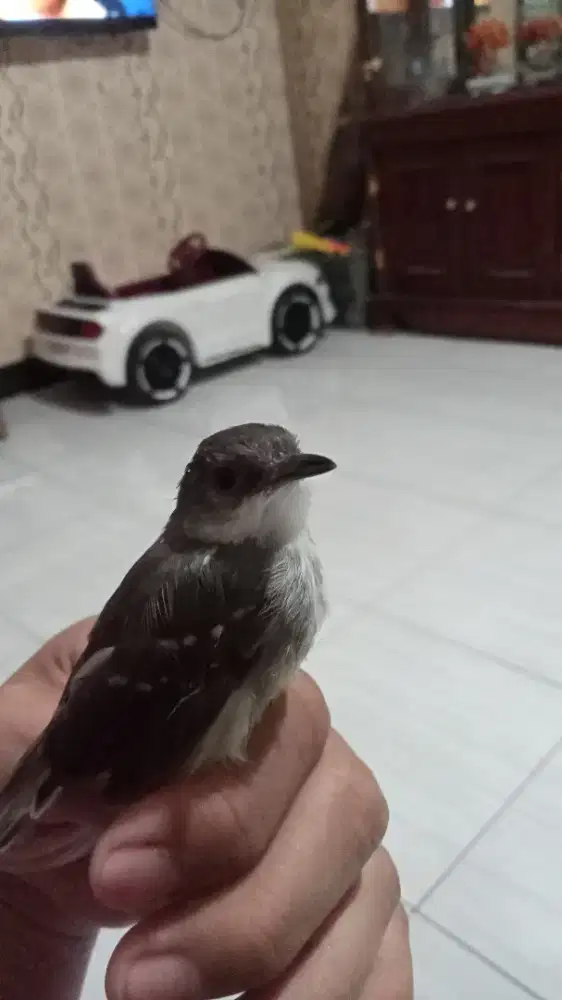 Cisem gacor sepasang