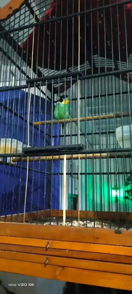 BURUNG MADI IJAB GACORAN