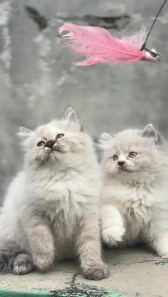 Sepasang Himalaya Longhair Kitten