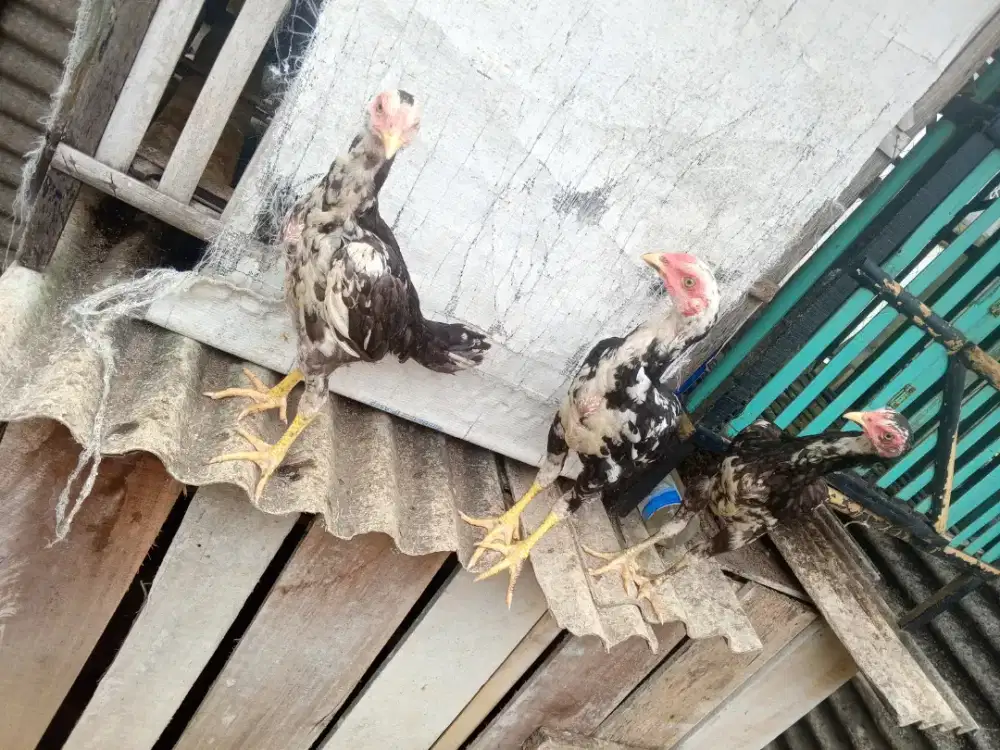 Jual ayam bk clasic usia 3 bulan lebih