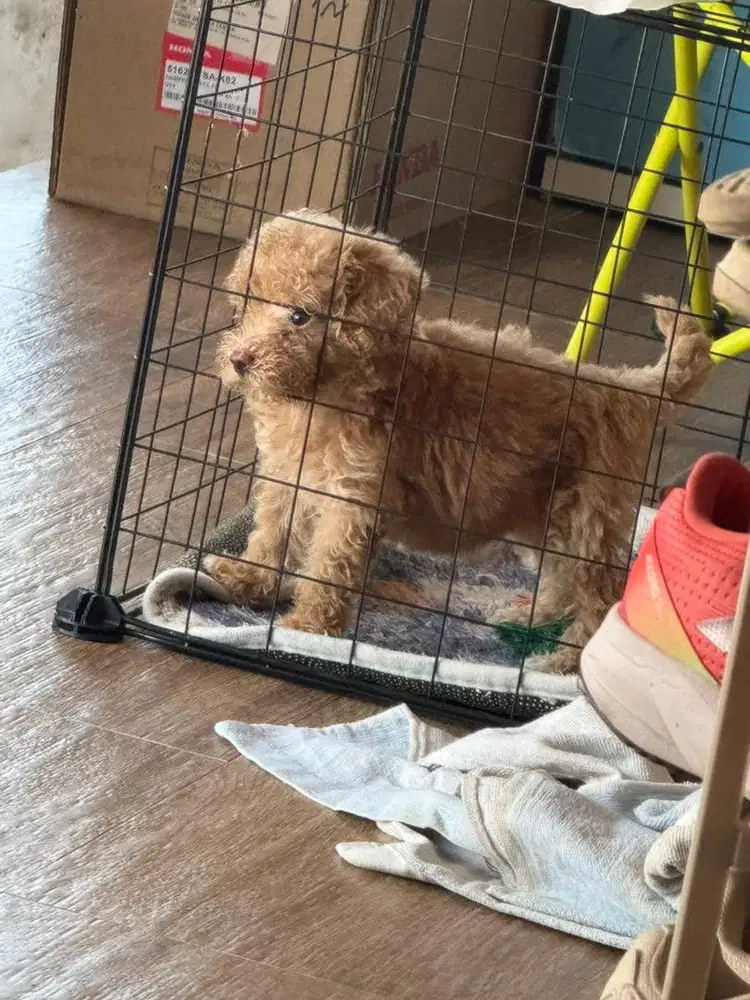 Poodle 2bulan betina