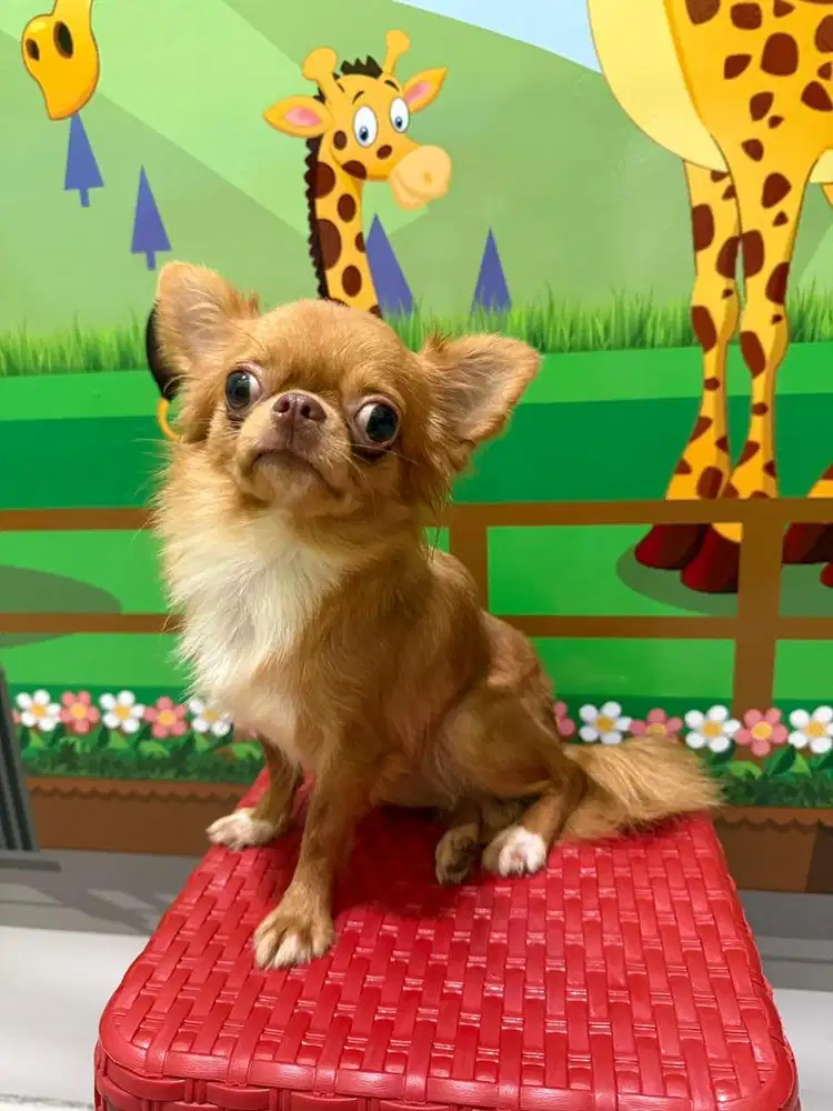 Chihuahua betina stambum usia 1 thn +