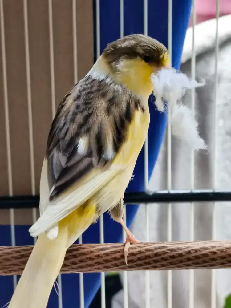 Kenari AFS siapkan untuk induk