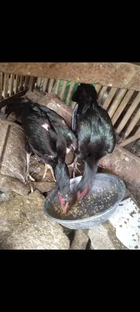 Jual sepasang anak.an ayam blakbul murah