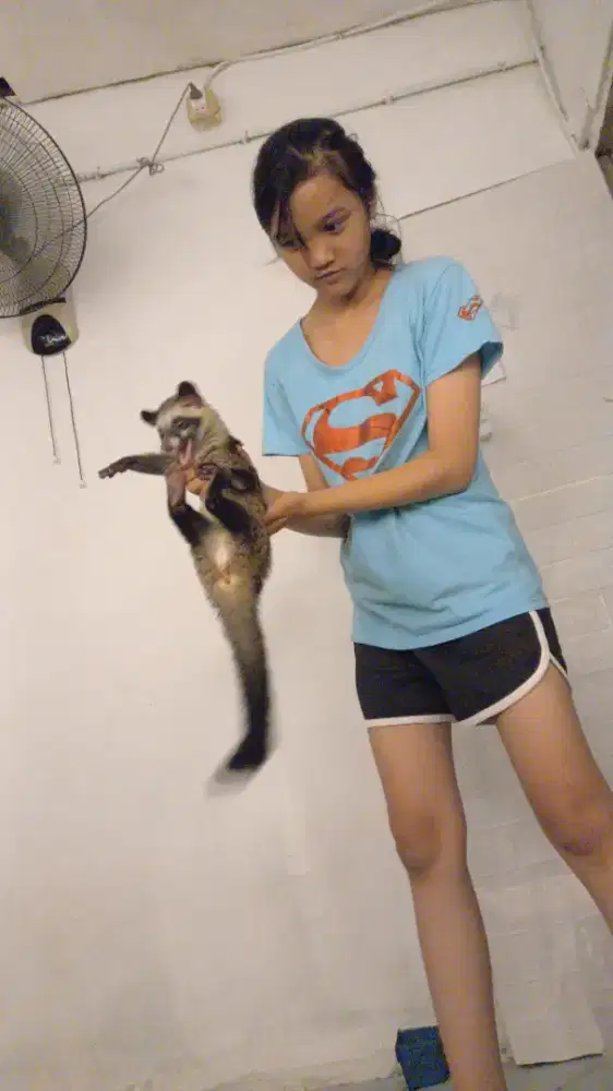 Musang Betina 3 bulan