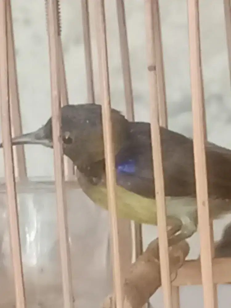 Burung korlap plus kandang