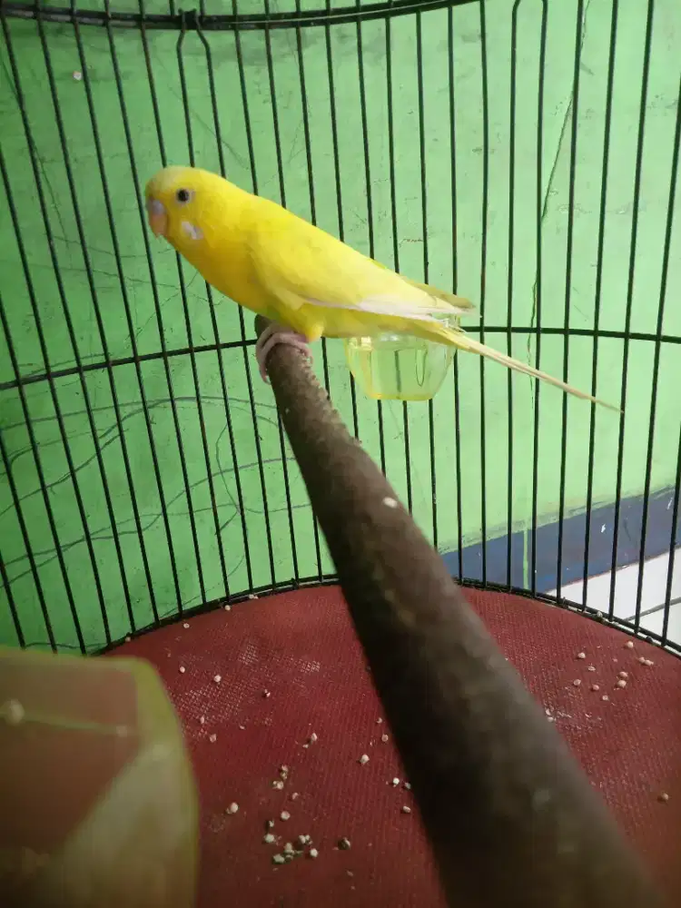 Burung parkit jantan