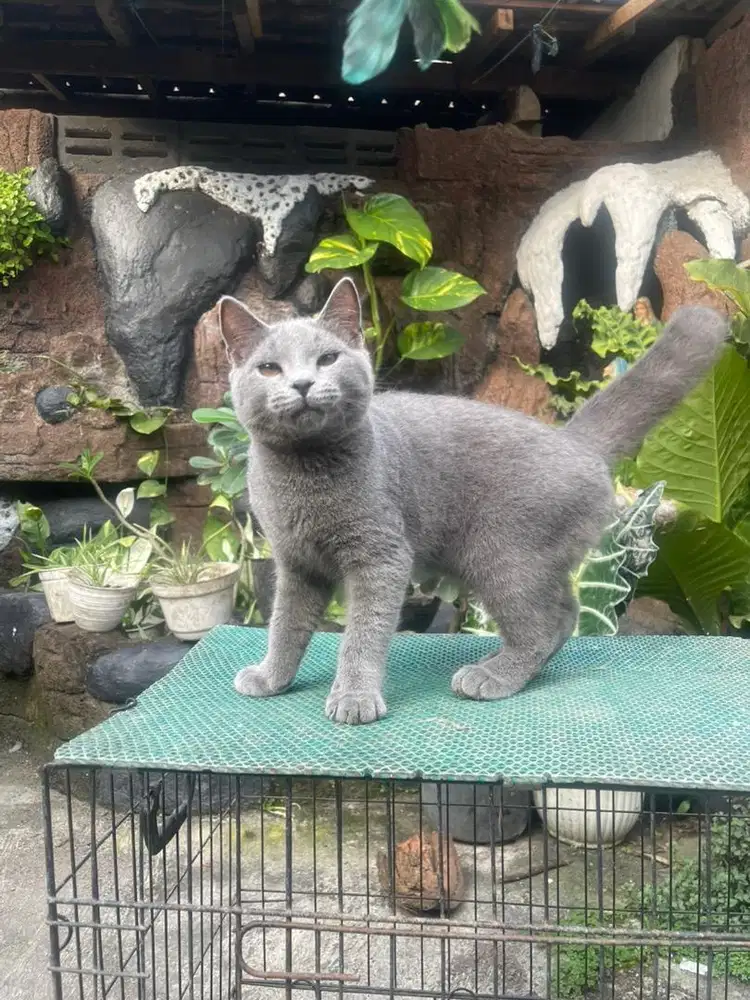Bsh male blue solid