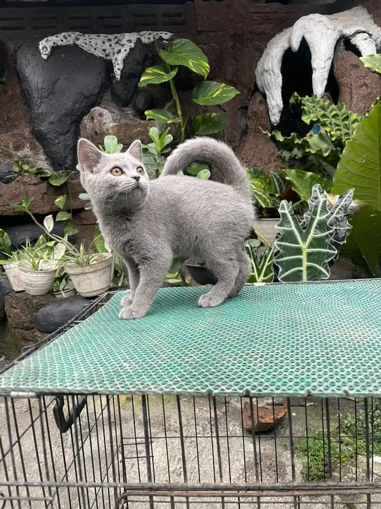 Bsh male blue solid