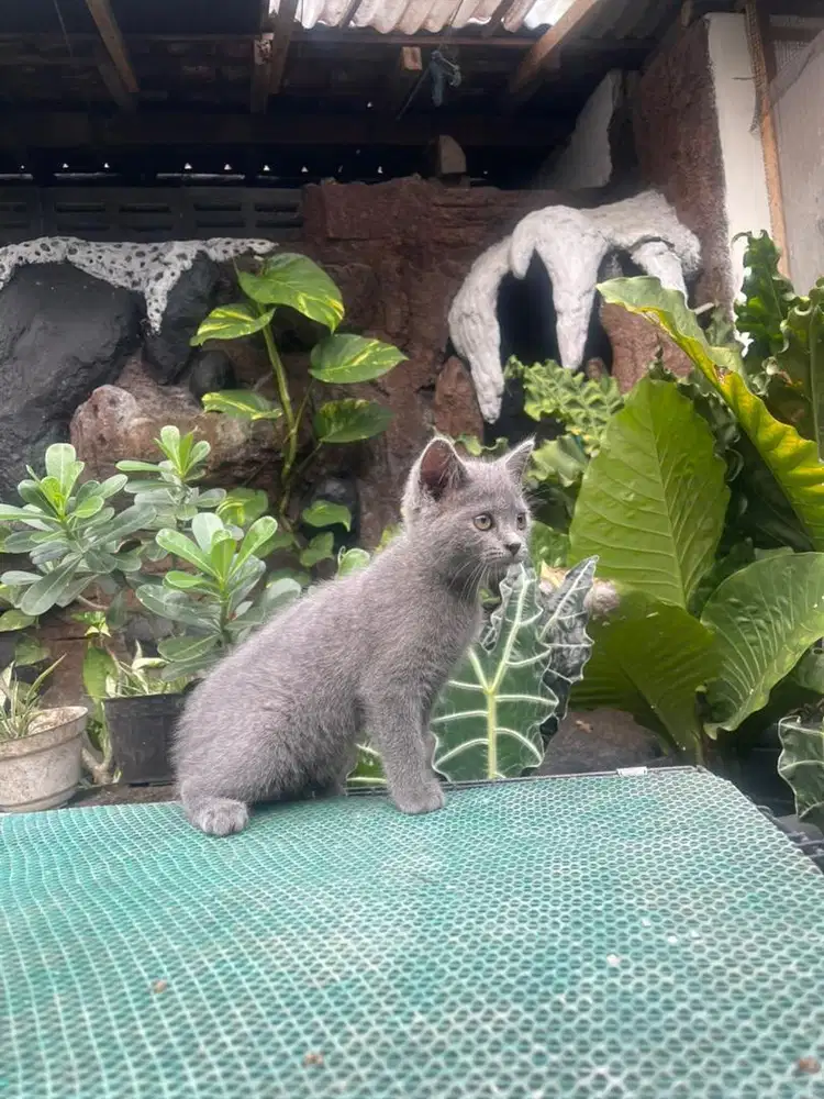 Bsh female blue solid