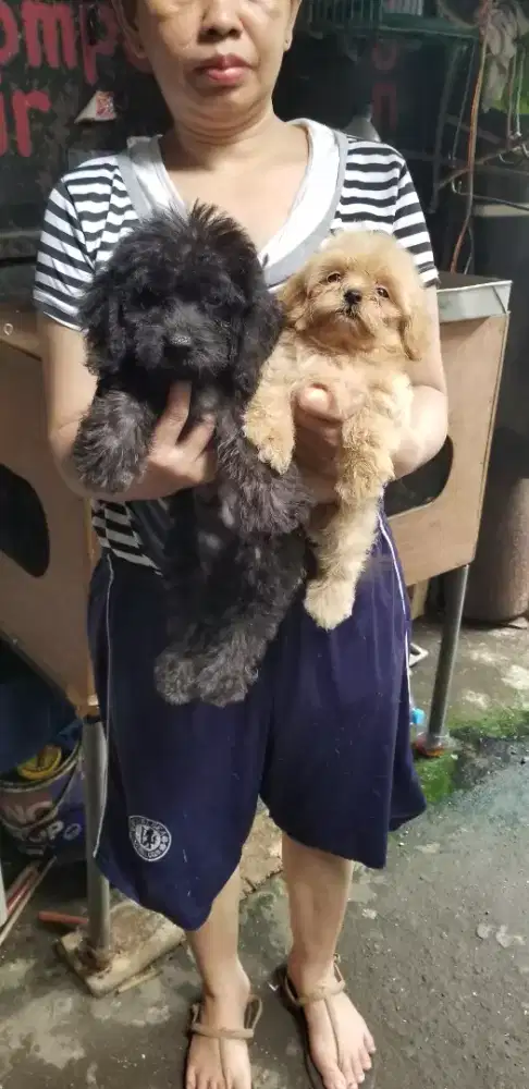 maltipo jantan semua non vaksin hanya obat cacing aza