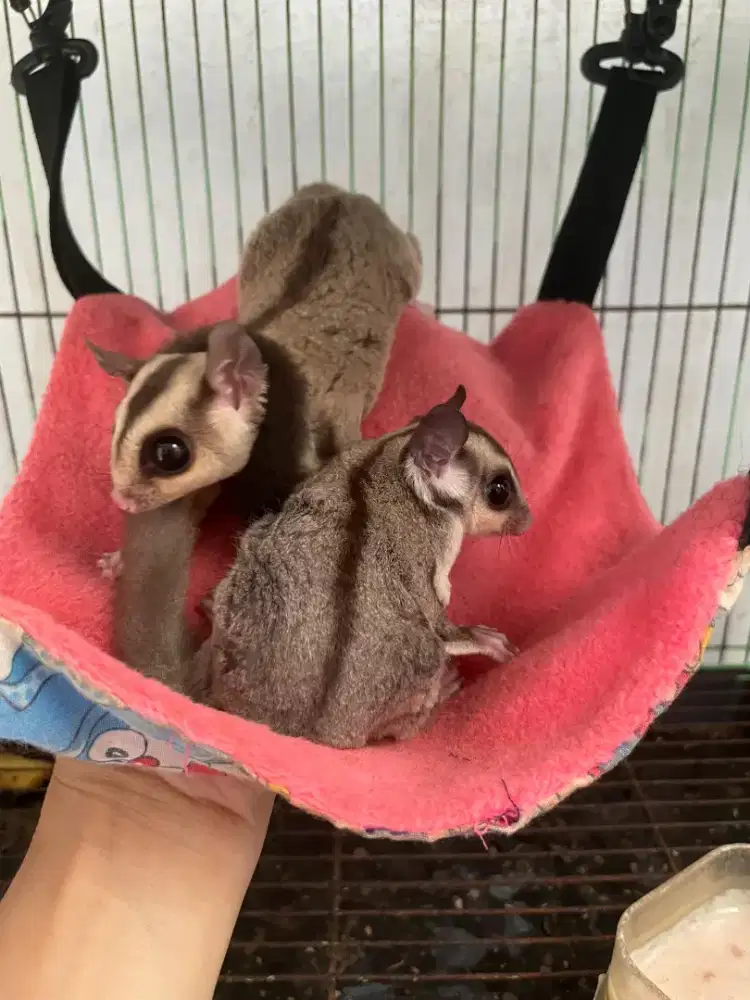 Sugar glider grey