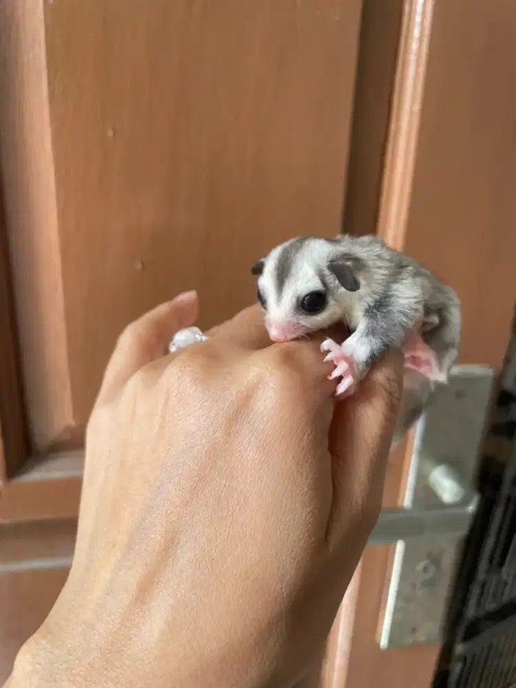 Sugar glider low mozik