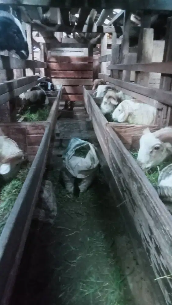 Domba aqiqah Bandung