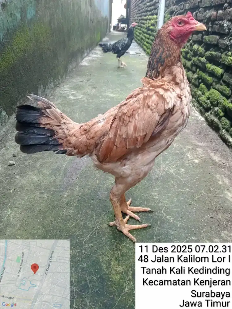 Ayam Bangkok silangan Mangon