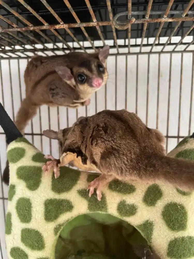 Sugar glider grey sepasang