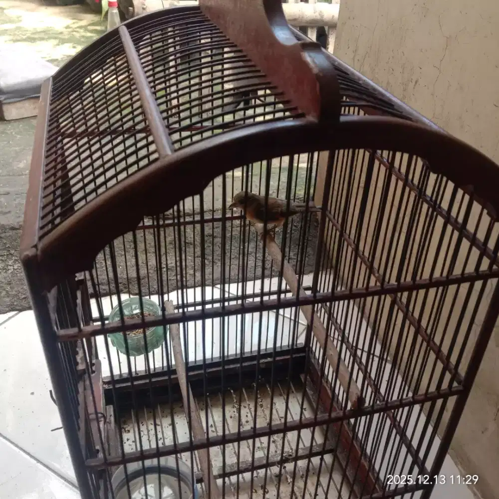 manawi aya jodona siskin nme 4 ssihan ts rajin