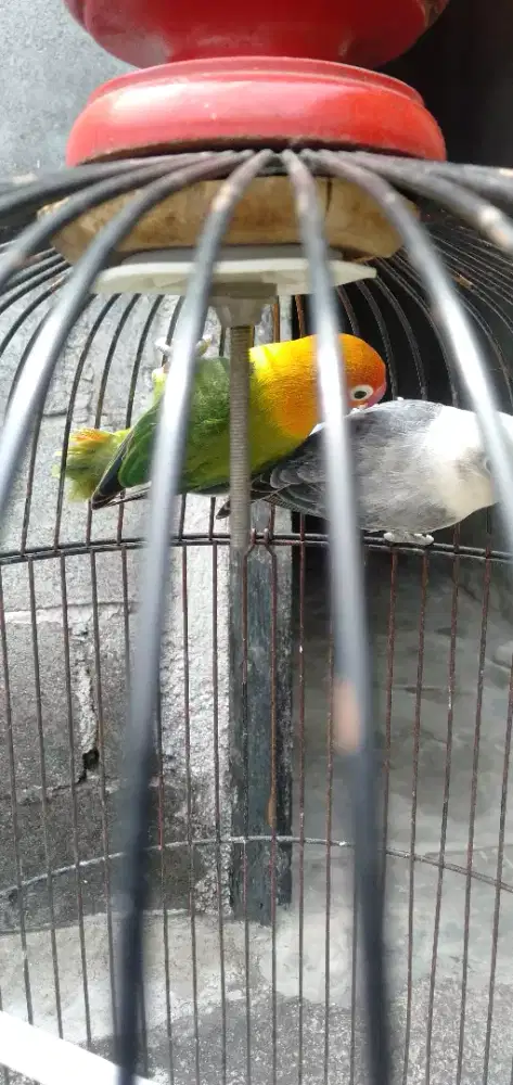 Dijual sepasang Lovebird Biola Euwing siapan