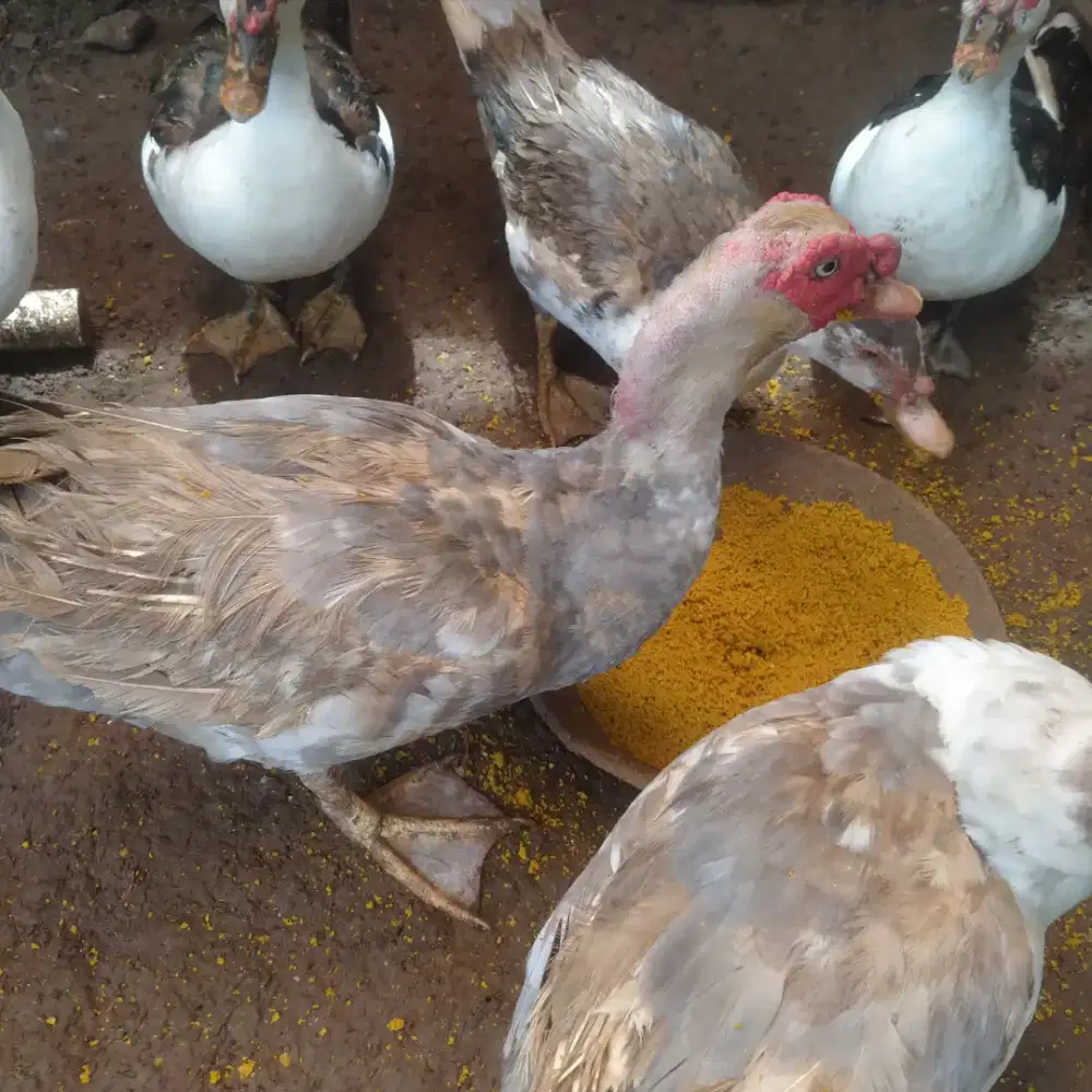 Entok Lokal Jantan Dan Betina