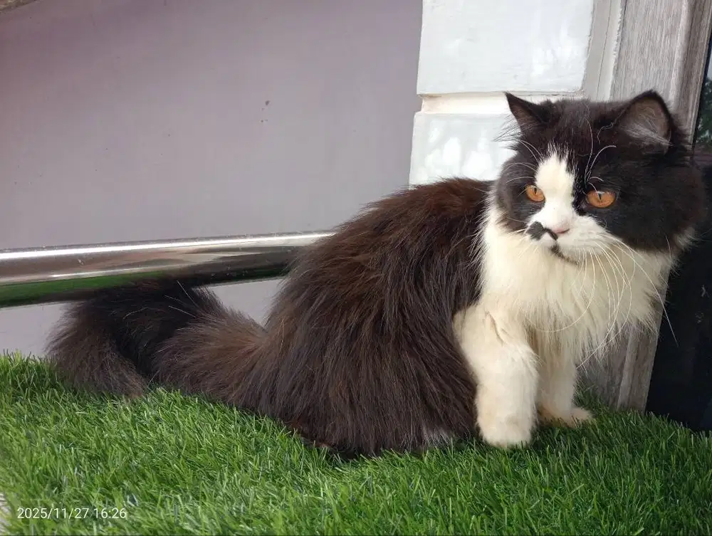 LA. Persia flatnose jantan longhair