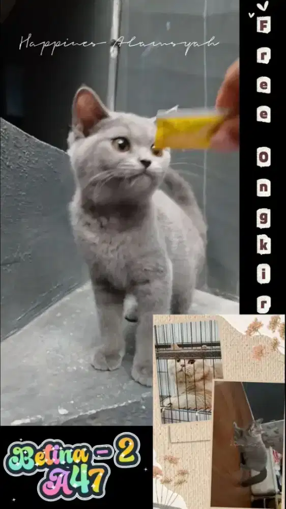 British Shorthair Purebreed Betina FreeOngkir Sepulau Jawa
