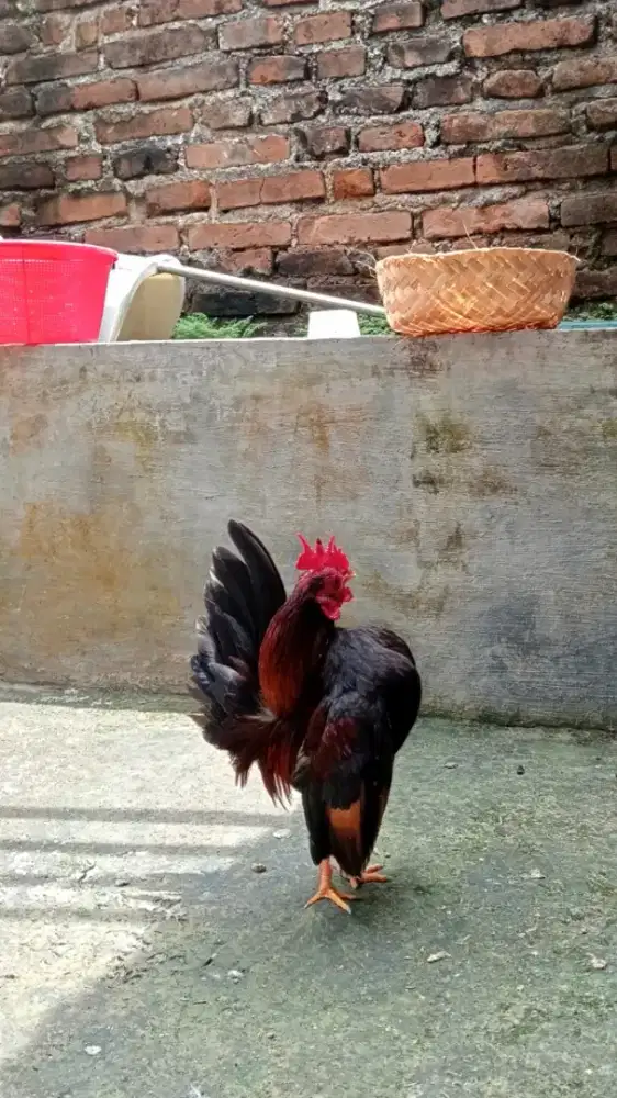 AYAM JAGO SERAMA