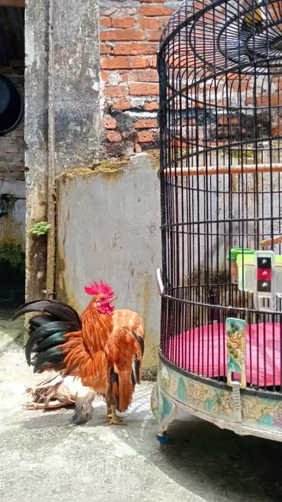 AYAM JAGO SERAMA