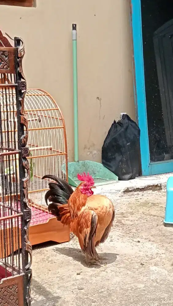 AYAM JAGO SERAMA