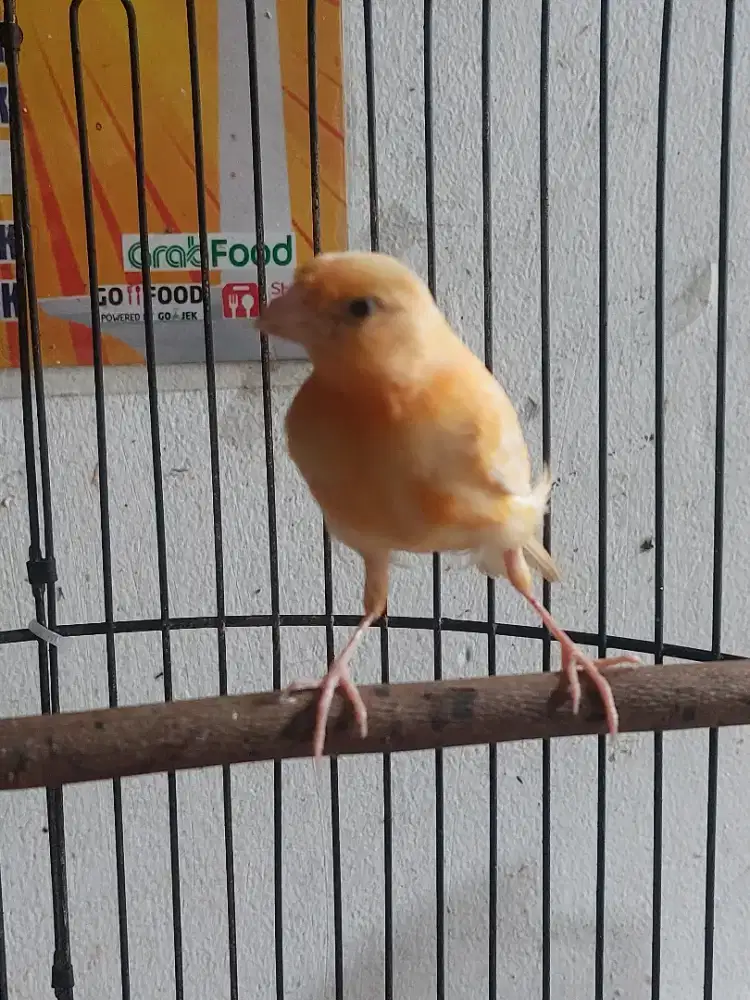 Burung kenari merlok paud