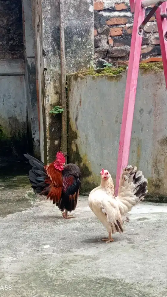 AYAM SERAMA SEPASANG