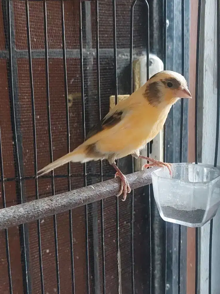 Burung kenari bon simetris kanan kiri