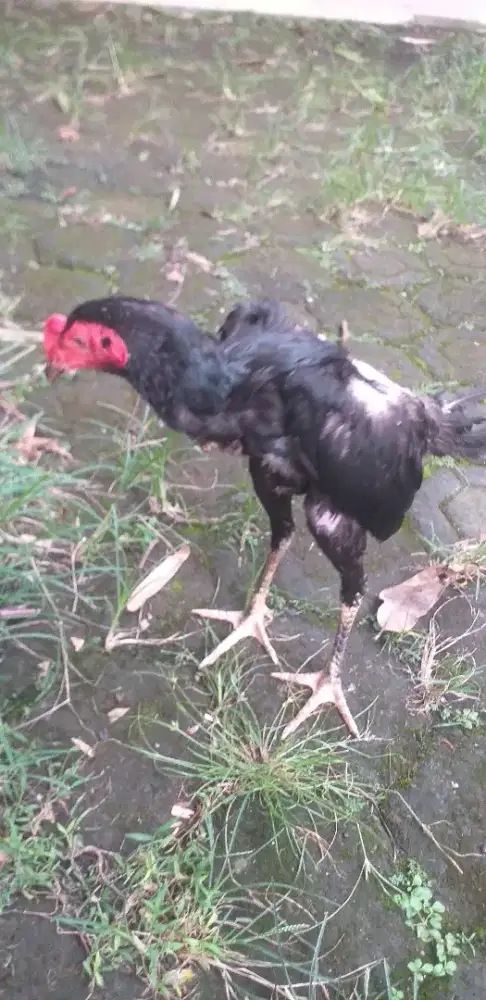Ayam bangkok jantan 1 dan biang 2