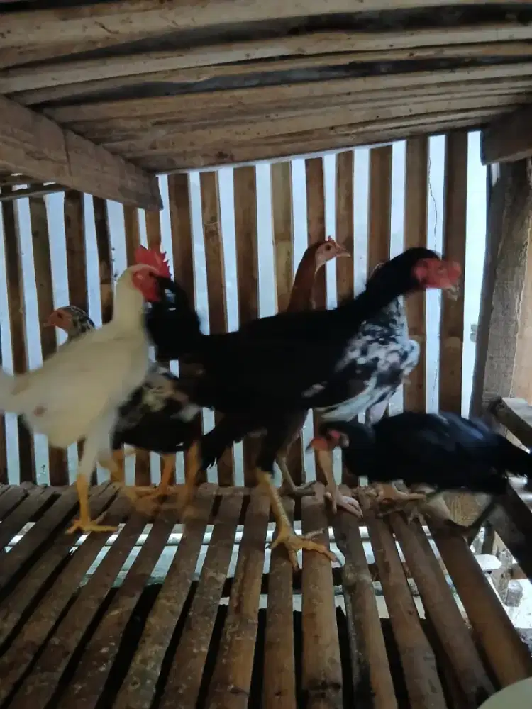 Jual ayam bangkok