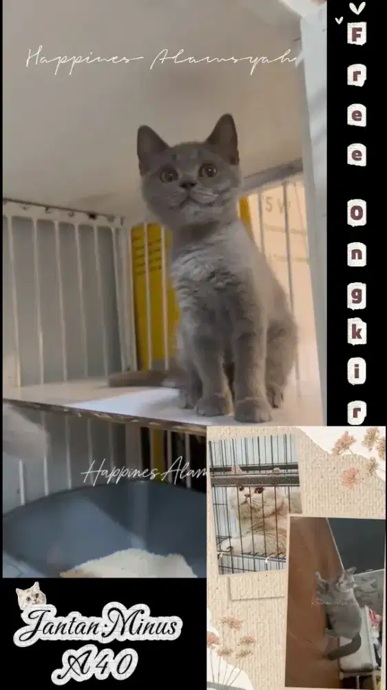 British Shorthair Jantan BSH Male Murmer Aja