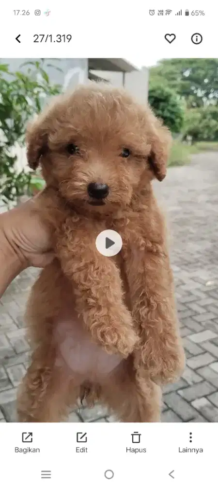 Anakan poodle pure Betina