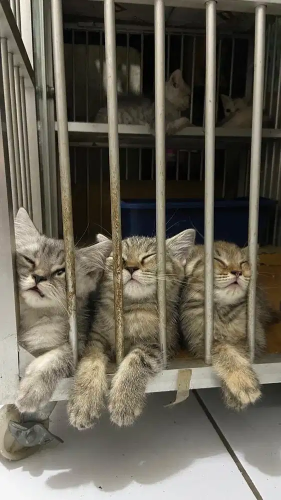 Bsh silver tabby, tortie