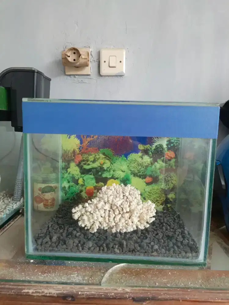 Aquarium Minimalis