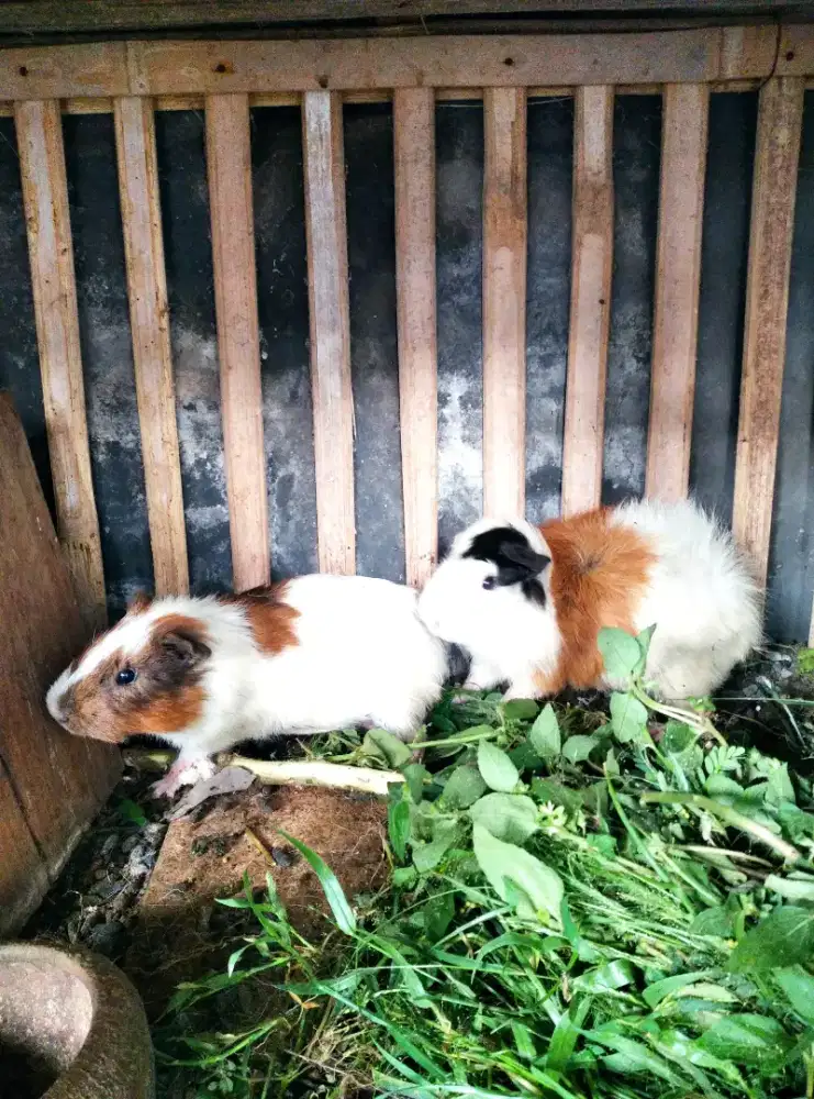 Borongan marmut lokal