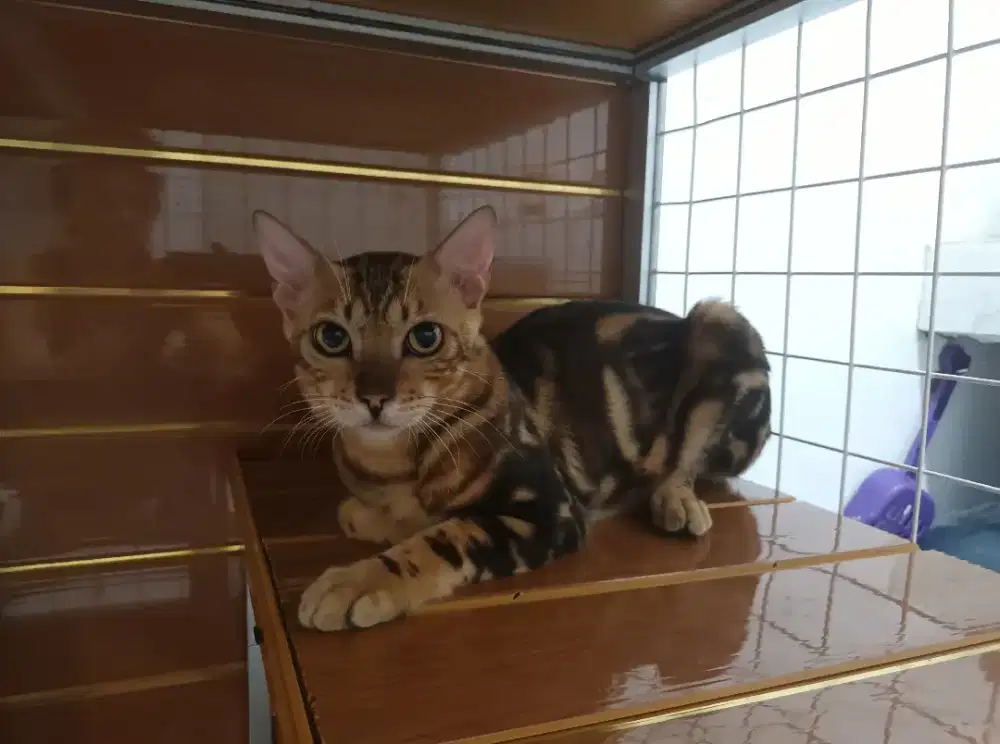 B3n9al jantan & betina murmer