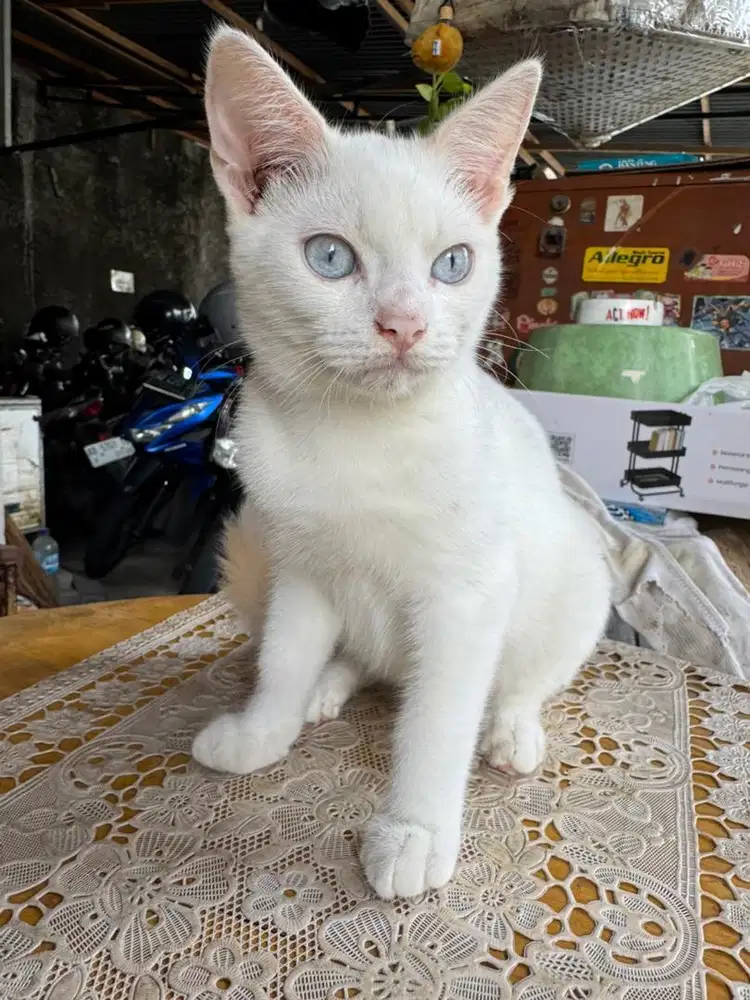 Muchkin NS Scottish straight